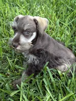 Liver male, a male Miniature Schnauzer for sale in Decatur, TX – 3 of 4