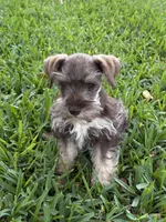 Heidie, a female Miniature Schnauzer for sale in Decatur, TX – 3 of 4