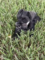 AKC female, a female Miniature Schnauzer for sale in Decatur, TX – 2 of 6