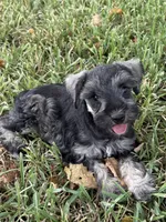 AKC female, a female Miniature Schnauzer for sale in Decatur, TX – 3 of 6