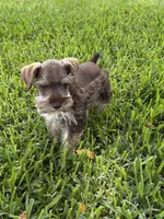 Heidie, a female Miniature Schnauzer for sale in Decatur, TX – 4 of 4