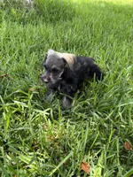 AKC female, a female Miniature Schnauzer for sale in Decatur, TX – 2 of 4