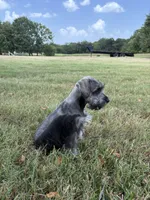 Spot, a male Miniature Schnauzer for sale in Decatur, TX – 5 of 6