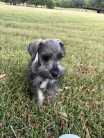 Spot, a male Miniature Schnauzer for sale in Decatur, TX – 4 of 6
