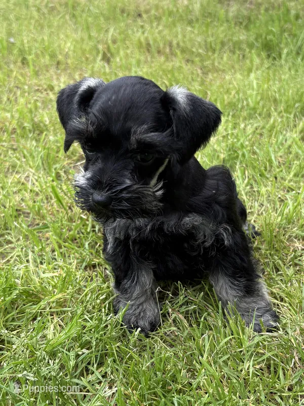Patti – Miniature Schnauzer puppy for sale in Decatur, TX