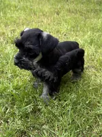 Patti, a female Miniature Schnauzer for sale in Decatur, TX – Photo 3 of 3