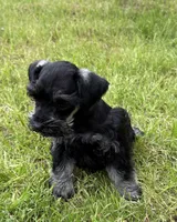 Patti, a female Miniature Schnauzer for sale in Decatur, TX – Photo 2 of 3