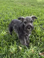 hank, a male Miniature Schnauzer for sale in Decatur, TX – 2 of 3