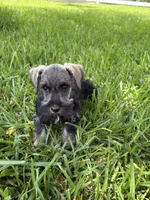 AKC female, a female Miniature Schnauzer for sale in Decatur, TX – 3 of 4