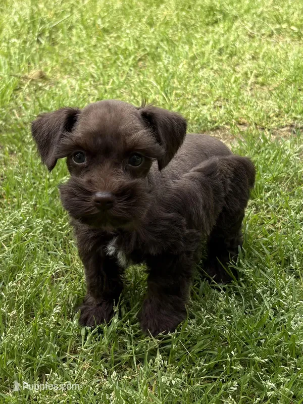 Sammie – Miniature Schnauzer puppy for sale in Decatur, TX