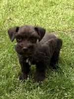 Sammie, a female Miniature Schnauzer for sale in Decatur, TX – Photo 1 of 4