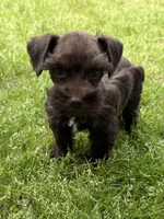 Sammie, a female Miniature Schnauzer for sale in Decatur, TX – Photo 4 of 4