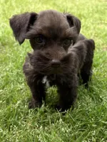 Sammie, a female Miniature Schnauzer for sale in Decatur, TX – Photo 3 of 4