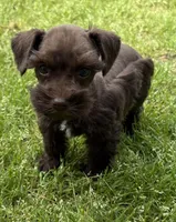 Sammie, a female Miniature Schnauzer for sale in Decatur, TX – Photo 2 of 4