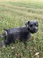 Dark Salt and Pepper, a male Miniature Schnauzer for sale in Decatur, TX – 2 of 4