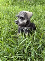 Salt and pepper male, a male Miniature Schnauzer for sale in Decatur, TX – 6 of 6