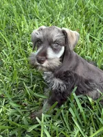 Liver male, a male Miniature Schnauzer for sale in Decatur, TX – 2 of 4