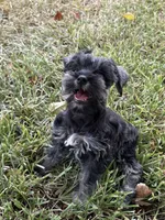 Honey, a female Miniature Schnauzer for sale in Decatur, TX – 2 of 3