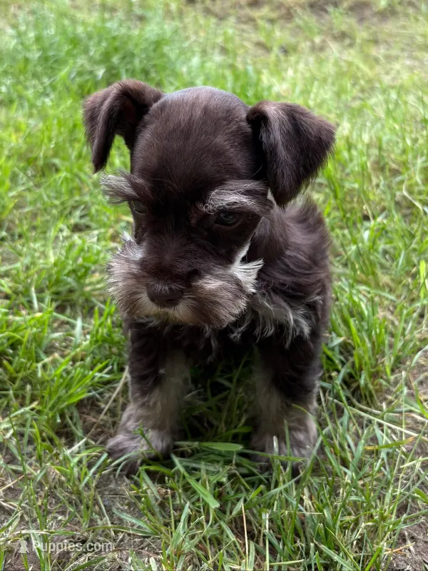 Luke – Miniature Schnauzer puppy for sale in Decatur, TX