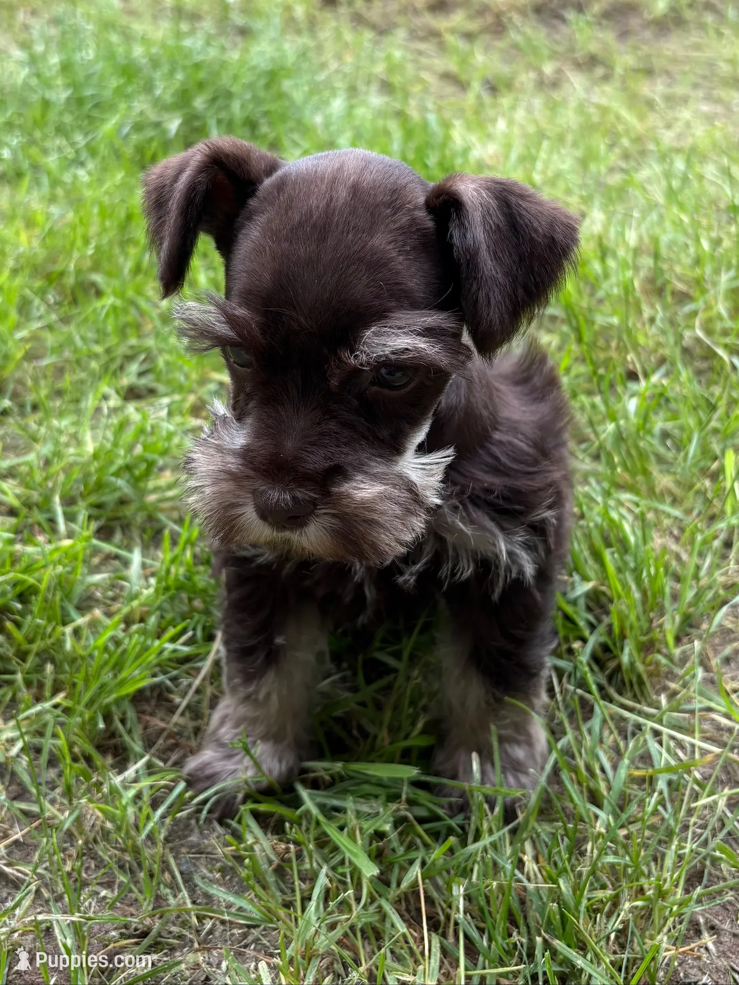 Luke, a male Miniature Schnauzer for sale in Decatur, TX – Photo 1 of 3