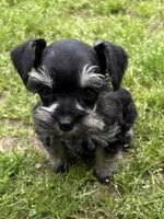 Poppy, a female Miniature Schnauzer for sale in Decatur, TX – Photo 1 of 3