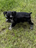Poppy, a female Miniature Schnauzer for sale in Decatur, TX – Photo 2 of 3