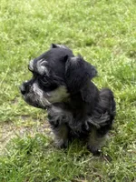 Poppy, a female Miniature Schnauzer for sale in Decatur, TX – Photo 3 of 3