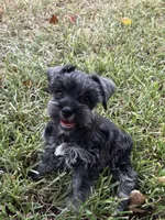 Honey, a female Miniature Schnauzer for sale in Decatur, TX – 3 of 3