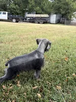 Spot, a male Miniature Schnauzer for sale in Decatur, TX – 6 of 6