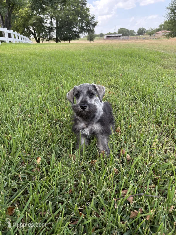 Spot – Miniature Schnauzer puppy for sale in Decatur, TX