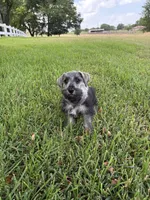 Spot, a male Miniature Schnauzer for sale in Decatur, TX – 1 of 6
