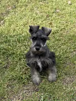 Ben, a male Miniature Schnauzer for sale in Decatur, TX – Photo 2 of 5