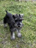 Ben, a male Miniature Schnauzer for sale in Decatur, TX – Photo 4 of 5