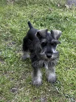 Ben, a male Miniature Schnauzer for sale in Decatur, TX – Photo 3 of 5