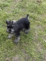 Ben, a male Miniature Schnauzer for sale in Decatur, TX – Photo 5 of 5