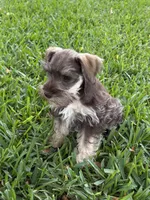 Heidie, a female Miniature Schnauzer for sale in Decatur, TX – 2 of 4