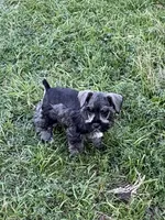 Henry, a male Miniature Schnauzer for sale in Decatur, TX – Photo 1 of 2