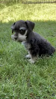 Sky, a male Miniature Schnauzer for sale in Decatur, TX – Photo 4 of 4