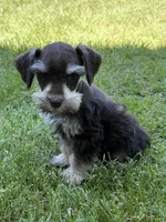 Sky, a male Miniature Schnauzer for sale in Decatur, TX – Photo 3 of 4