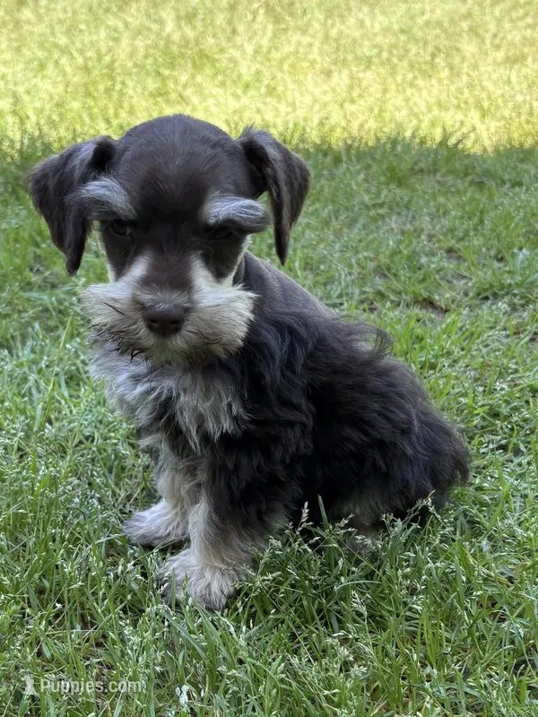 Sky – Miniature Schnauzer puppy for sale in Decatur, TX