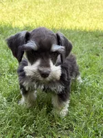 Sky, a male Miniature Schnauzer for sale in Decatur, TX – Photo 2 of 4