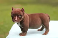 Chocolate Trindle Female, a female American Bully for sale in Orangeburg, SC – 7 of 10