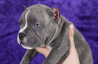 Brindle Female, a female American Bully for sale in Orangeburg, SC – 3 of 7