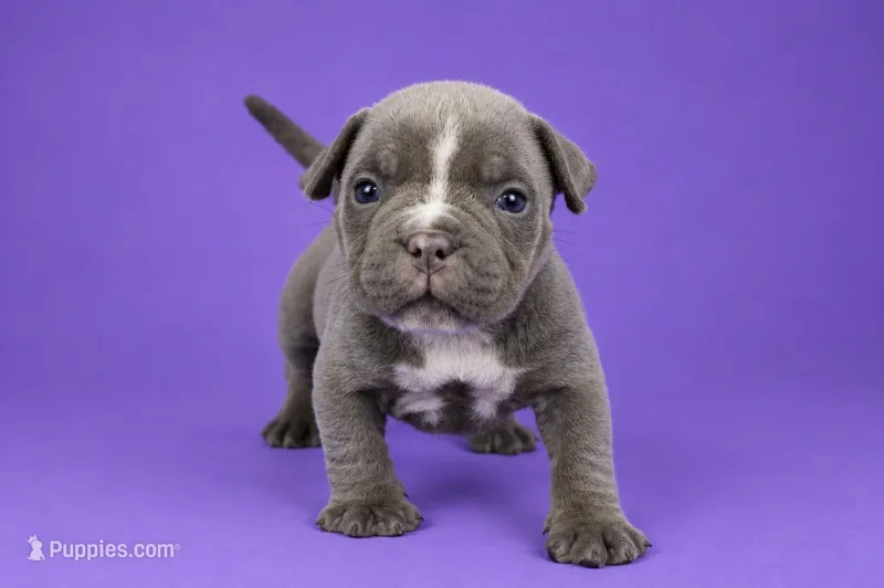 Lilac Female – American Bully puppy for sale in Orangeburg, SC
