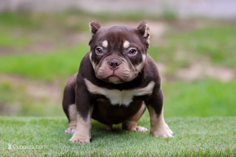 Chocolate Tri Yogi Son – American Bully puppy for sale in Orangeburg, SC