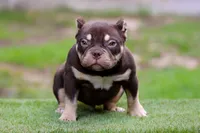 Chocolate Tri Yogi Son, a male American Bully for sale in Orangeburg, SC – 1 of 6