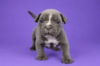 Lilac Female, a female American Bully for sale in Orangeburg, SC – 5 of 5
