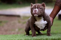 Chocolate Male, a male American Bully for sale in Orangeburg, SC – 3 of 5