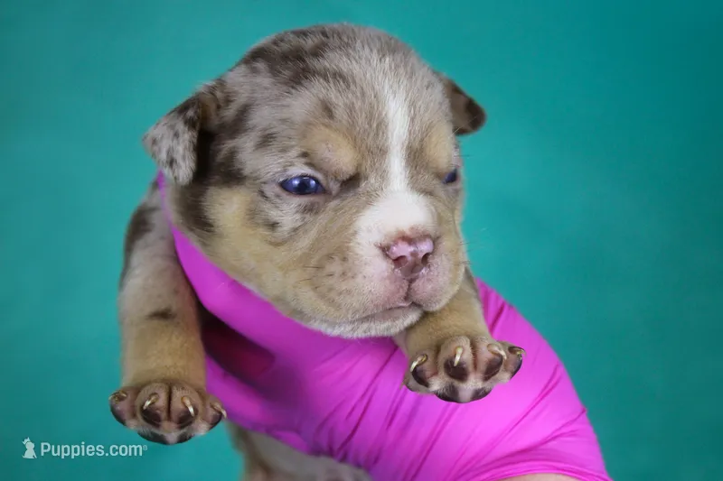 Chocolate Tri Merle Male – American Bully puppy for sale in Orangeburg, SC