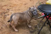 Fawn Male, a male American Bully for sale in Orangeburg, SC – 4 of 5